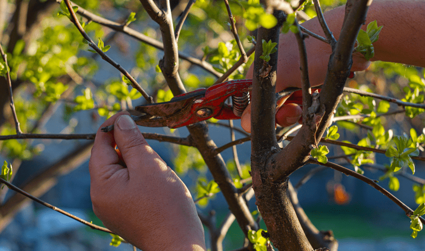 TREE SERVICE